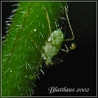 http://www.fokuswelt.de